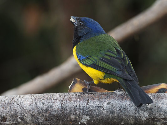 SCHWARZBRUST-BERGTANGARE, BLACK-CHESTED MOUNTAIN-TANAGER - CNEMATHRAUPIS EXIMIA
