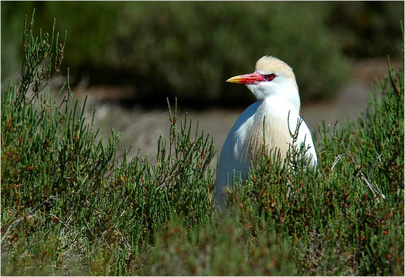 KUHREIHER, CATTLE EGRET, BUBULCUS IBIS