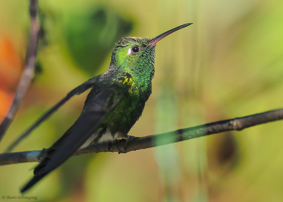 KUBASMARAGDKOLIBRI, CUBAN EMERALD, CHLOROSTILBON RICORDII