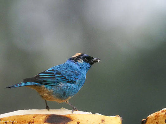 GOLDNACKENTANGARE, GOLDEN-NAPED TANAGER - TANGARA RUFICERVIX