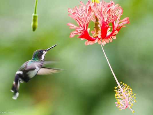 Grüne Fadenelfe, Green Thorntail - Discosura conversii
