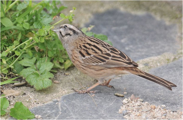 ZIPPAMMER, ROCK BUNTING, EMBERIZA CIA