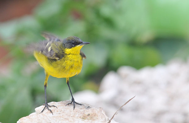 THUNBERGSCHAFSTELZE, YELLOW WAGTAIL THUNBERGI, MOTACILLA FLAVA THUNBERGI