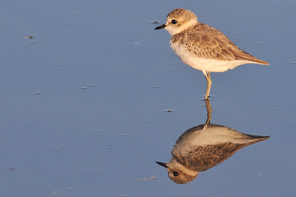 SEEREGENPFEIFER, KENTISH PLOVER, CHARADRIUS ALEXANDRINUS