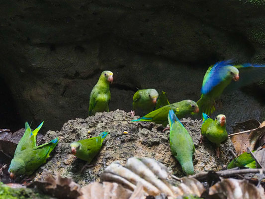 Kobaltflügelsittich, Cobalt-winged Parakeet - Brotogeris cyanoptera