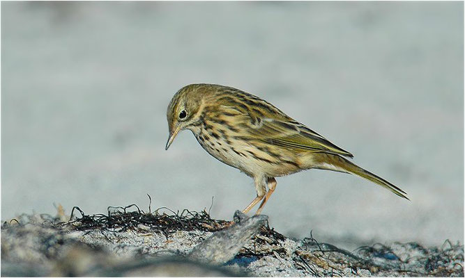 WIESENPIEPER, MEADOW PIPIT, ANTHUS PRATENSIS