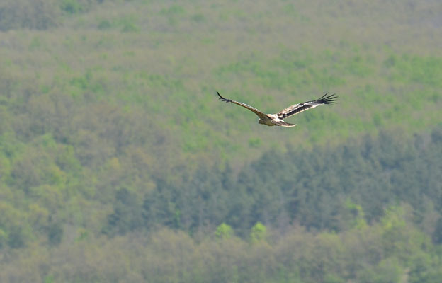 KAISERADLER, IMPERIAL EAGLE, AQUILA HELIACA