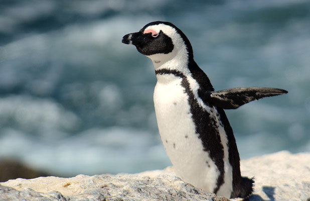 KAPPINGUIN, AFRICAN PENGUIN, PESPHENISCUS DEMERSUS