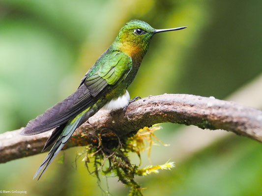 GOLDBRUST-HÖSCHENKOLIBRI, GOLDEN-BREASETD PUFFLEG - ERIOCNEMIS MOSQUERA