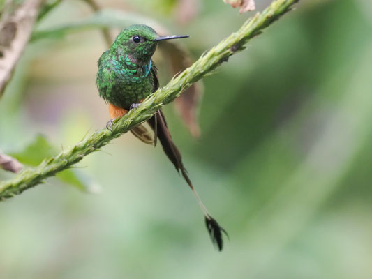 PERU-FLAGGENSYLPHE, PERUVIAN RACKET-TAIL - OCREATUS PERUANUS