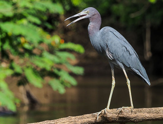 BLAUREIHER, LITTLE BLUE HERON, EGRETTA CAERULEA