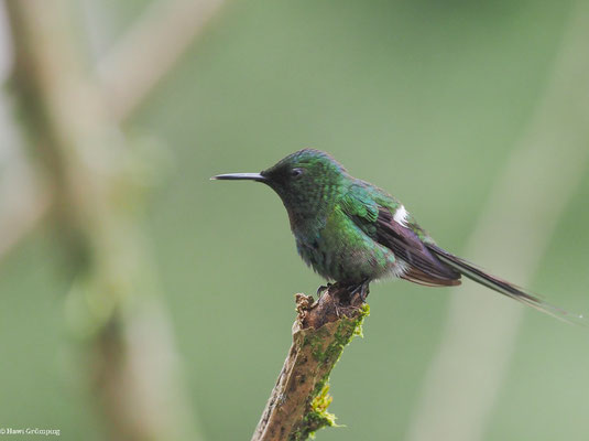 GRÜNE FADENELFE, GREEN THORNTAIL - DISCOSURA CONVERSII