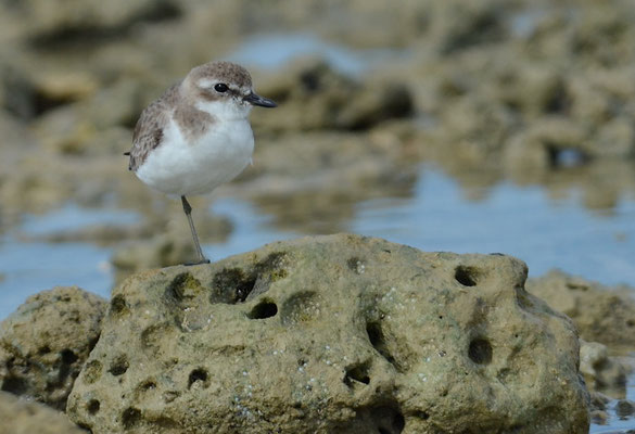 MONGOLENREGENPFEIFER, LESSER SAND PLOVER, CHARADRIUS MONGOLUS