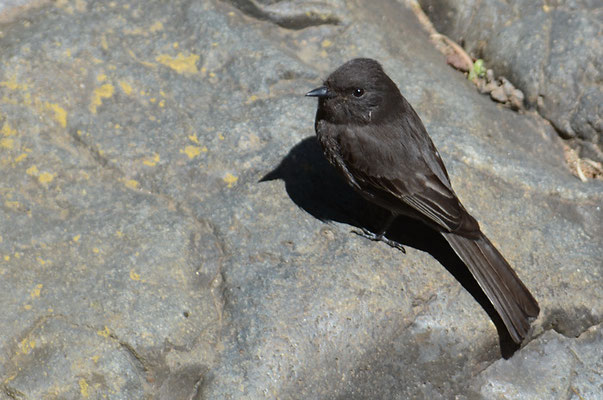 SCHWARZKOPF-PHOEBETYRANN, BLACK PHOEBE, SAYORNIS NIGRICANS