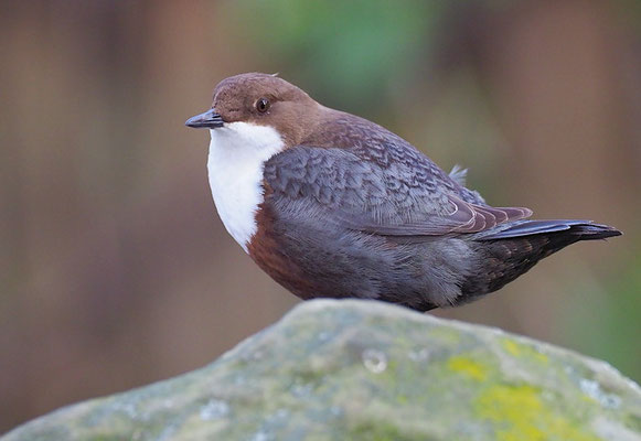 WASSERAMSEL, DIPPER, CINCLUS CINCLUS