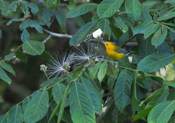 ZITRONENWALDSÄNGER, PROTHONOTARY WARBLER, PROTONOTARIA CITREA