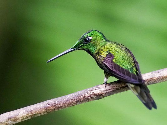 Purpurbrustkolibri, Purple-bipped Whitetip - Urosticte benjamini