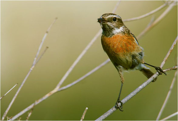 BRAUNKEHLCHEN, WHINCHAT, SAXICOLA RUBETRA