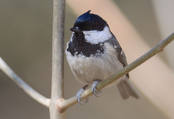 TANNENMEISE, COAL TIT, PERIPARUS ATER