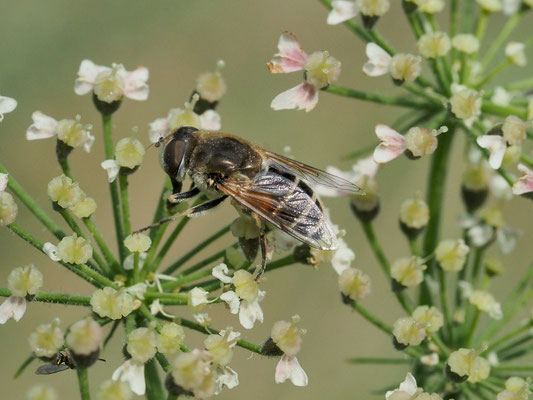 MITTLERE KEILFLECKSCHWEBFLIEGE, ERISTALIS INTERRUPTA