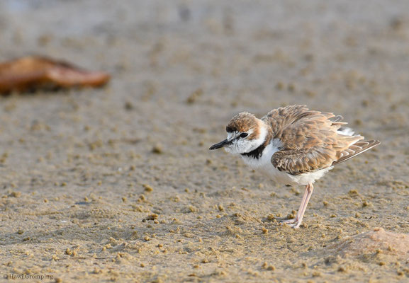 SCHLANKSCHNABELREGENPFEIFER, COLLARED PLOVER, CHARADRIUS COLLARIS