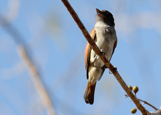 ROSENKEHL-BEKARDE, ROSE-THROATED BECARD, PACHYRAMPHUS AGLAIAE