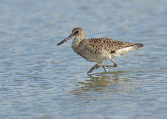 SCHLAMMTRETER, WILLET, CATOPTROPHORUS SEMIPALMATUS