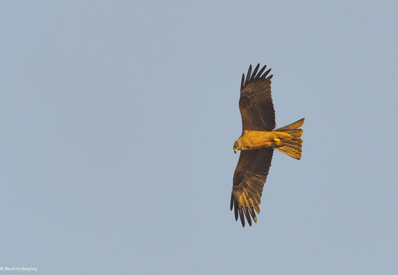 SCHWARZMILAN, BLACK KITE, MILVUS MIGRANS