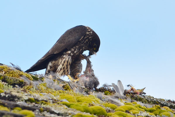 WANDERFALKE, PEREGRINE FALCON, FALCO PEREGRINUS