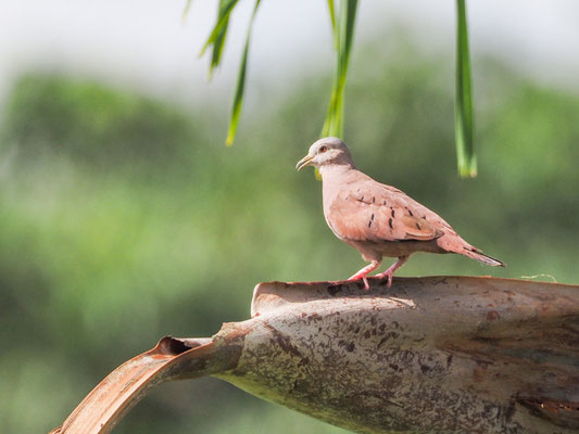 Rosttäubchen, Ruddy Ground-Dove - Columbina talpacoti
