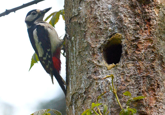BUNTSPECHT, GREAT SPOTTED WOODPECKER, DENDROCOPOS MAJOR