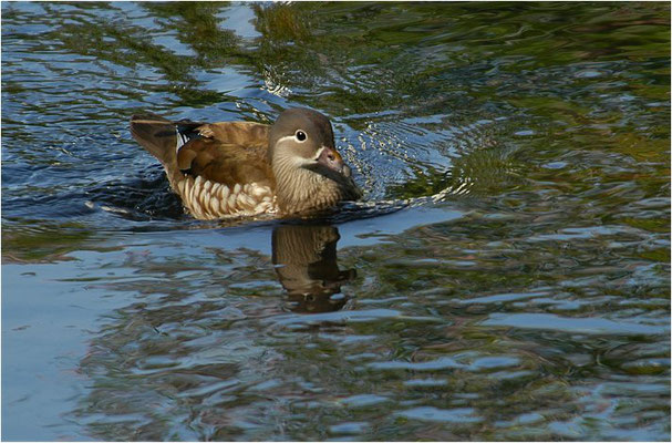 MANDARINENTE, MANDARIN DUCK, AIX GALERICULATA