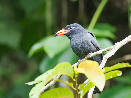 Schwarzstirntrappist, Black-fronted Nunbird - Monasa nigrifrons