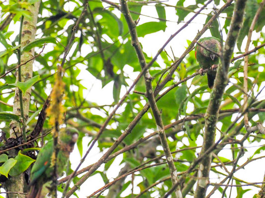 BRAUNSCHWANZSITTICH, MAROON-TAILED PARAKEET - PYRRHURA MELANURA