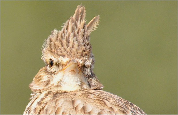 THEKLALERCHE, THEKLA LARK, GALERIDA THEKLAE