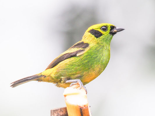 Smaragdtangare, Emerald Tanager - Tangara florida