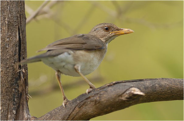 Afrikadrossel, African trush, Turdus pelios