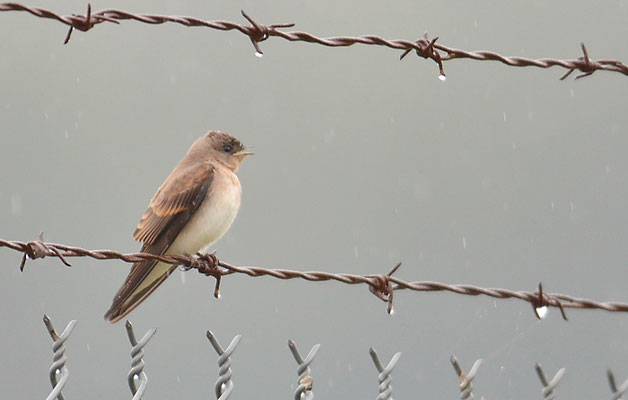GRAUKEHLSCHWALBE, ROUGH-WINGED SWALLOW, STELGIDOPTERYX SERRIPENNIS