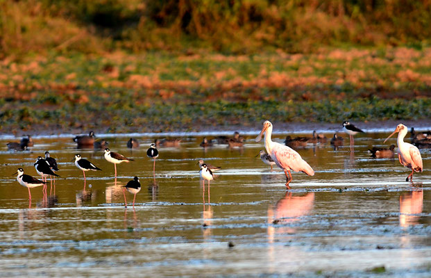 ROSALÖFFLER, ROSEATE SPOONBILL, PLATALEA AJAJA