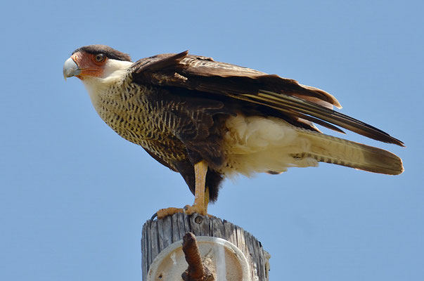 KARIBIKKARAKARA, CRESTED CARACARA, CARACARA CHERIWAY
