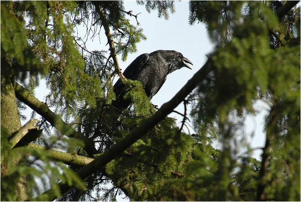 KOLKRABE, RAVEN, CORVUS CORAX