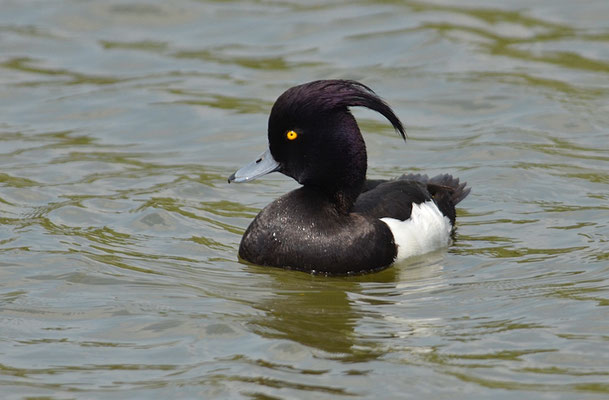 REIHERENTE, TUFTED DUCK, AYTHYA FULIGULA