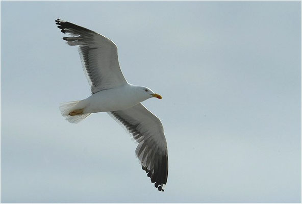 HERINGSMÖWE, LESSER BLACK-BACKED GULL, LARUS FUSCUS