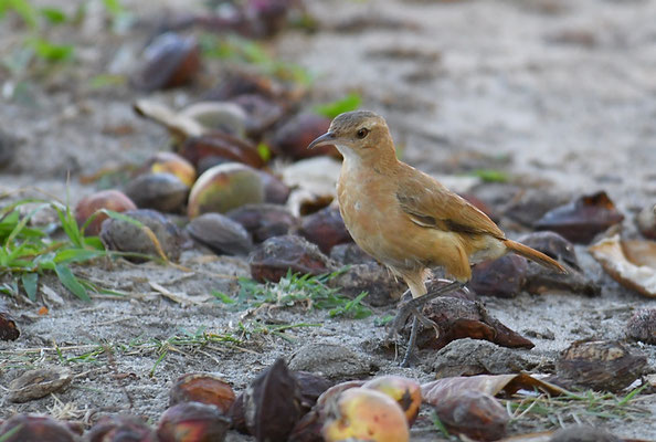 ROSTTÖPFER, RUFOUS HORNERO, FURNARIUS RUFUS