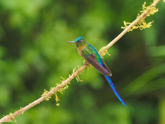 LANGSCHWANZSYLPHE, VIOLET-TAILED SYLPH -  AGLAIOCERCUS COELESTIS