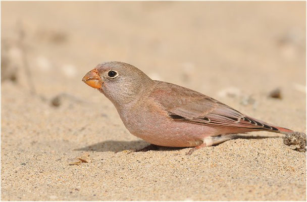 WÜSTENGIMPEL, TRUMPETER FINCH, BUCANETES GITHAGINEUS