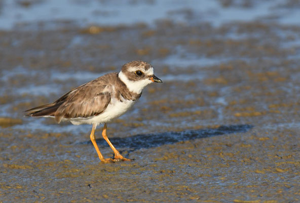 Amerikanischer Sandregenpfeifer, Semipalmated plover, Charadrius semipalmatus