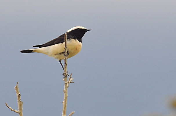 ZYPERNSTEINSCHMÄTZER, CYPRUS WHEATEAR, OENANTHE CYPRIACA