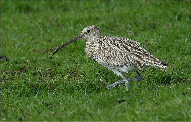 BRACHVOGEL, EURASIAN CURLEW, NUMENIUS ARQUATA