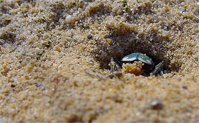Sandlaufkäfer verschwindet in Erdröhre